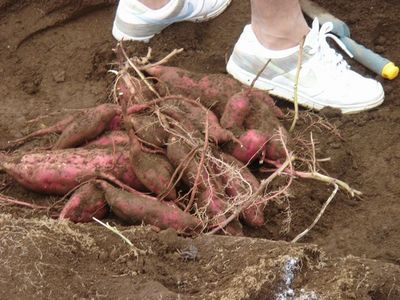 ファイル 5-7.jpg