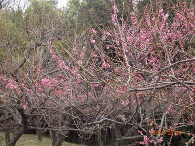 ファイル 6-3.jpg