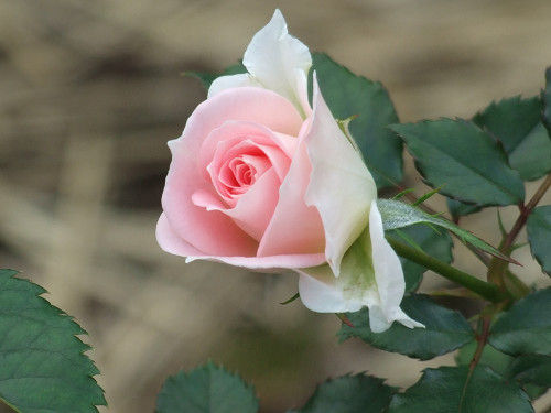 rose084.jpg