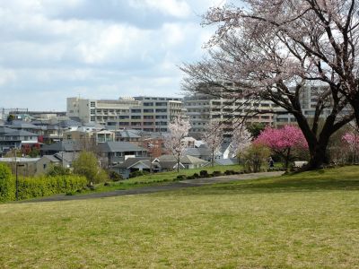 八幡山公園のさくら
