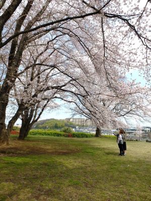 八幡山公園のさくら
