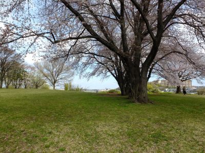 八幡山公園のさくら

