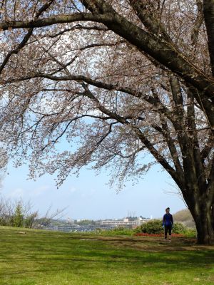 八幡山公園のさくら

