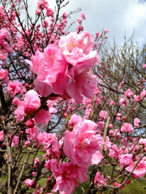 八幡山公園の桃の花
