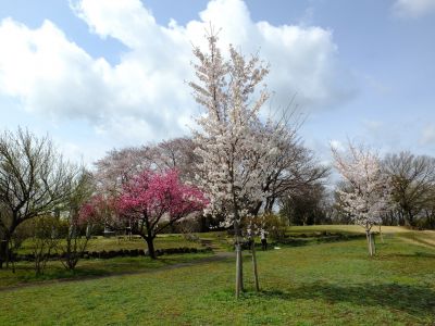 八幡山公園のさくら
