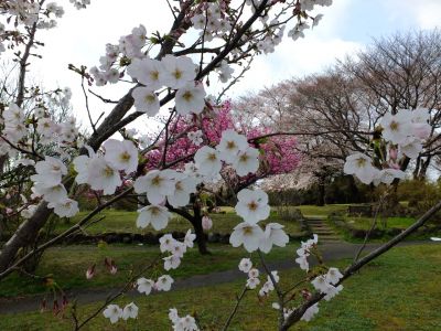 八幡山公園のさくら
