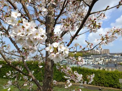 八幡山公園のさくら
