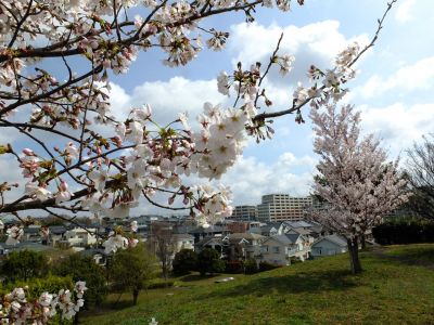 八幡山公園のさくら
