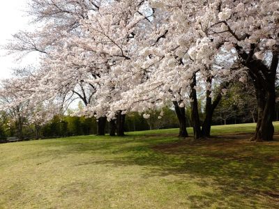八幡山公園のさくら
