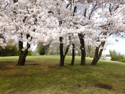 八幡山公園のさくら
