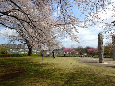 八幡山公園のさくら
