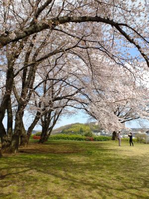 八幡山公園のさくら
