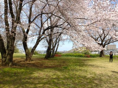 八幡山公園のさくら
