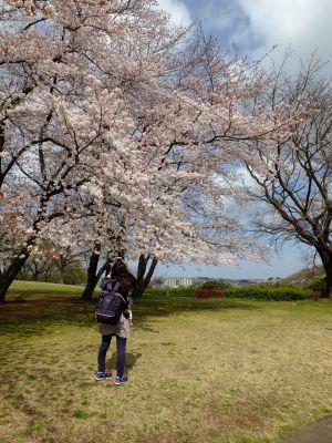 八幡山公園のさくら
