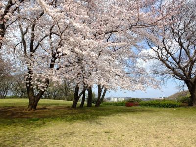 八幡山公園のさくら
