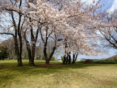 八幡山公園のさくら
