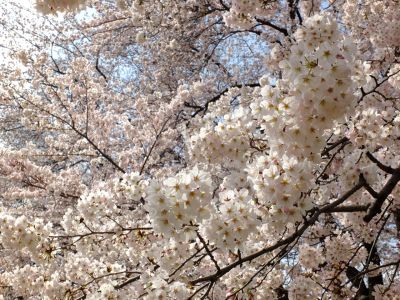 八幡山公園のさくら
