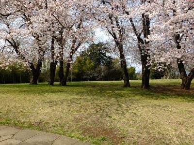 八幡山公園のさくら
