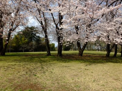 八幡山公園のさくら
