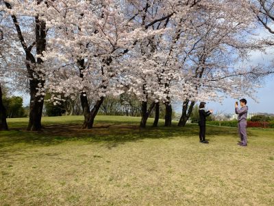 八幡山公園のさくら
