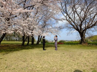 八幡山公園のさくら
