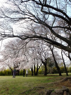 八幡山公園のさくら
