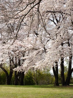 八幡山公園のさくら
