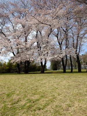 八幡山公園のさくら
