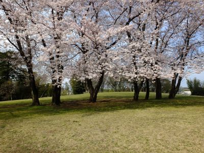 八幡山公園のさくら
