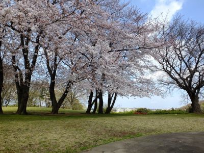 八幡山公園のさくら
