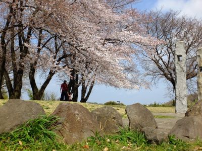 八幡山公園のさくら
