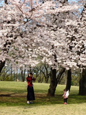 八幡山公園のさくら
