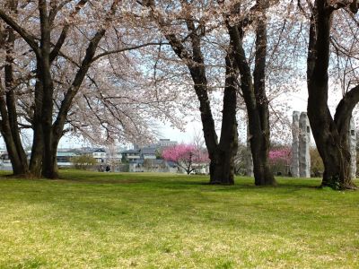八幡山公園のさくら
