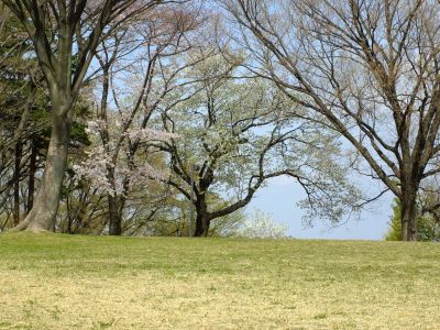 八幡山公園のさくら
