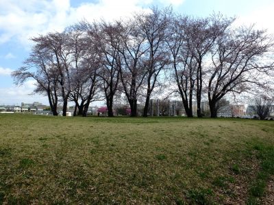 八幡山公園のさくら
