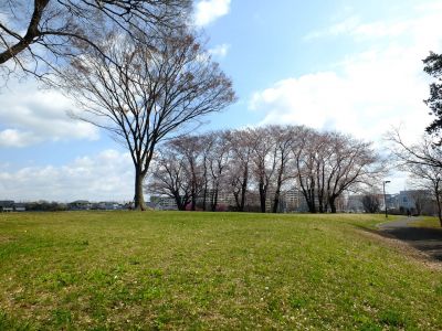 八幡山公園のさくら
