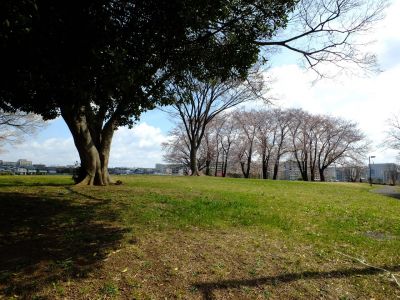 八幡山公園のさくら
