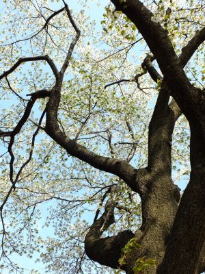 八幡山公園のさくら
