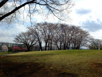 八幡山公園のさくら
