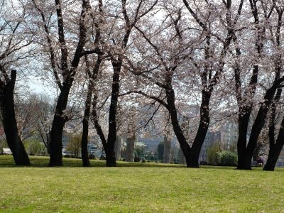 八幡山公園のさくら
