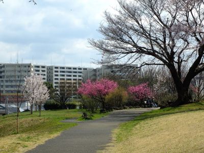 八幡山公園のさくら
