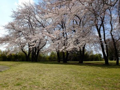八幡山公園のさくら
