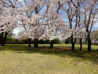 八幡山公園のさくら
