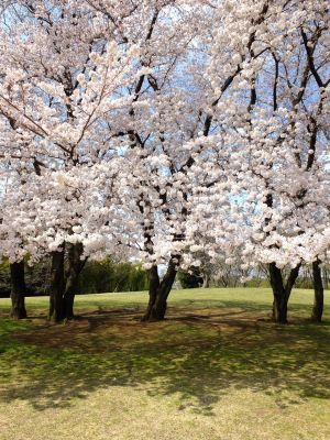 八幡山公園のさくら
