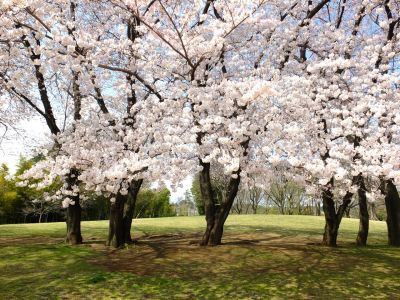 八幡山公園のさくら
