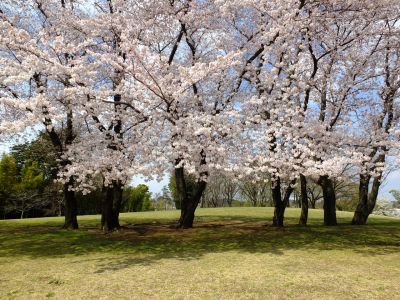 八幡山公園のさくら
