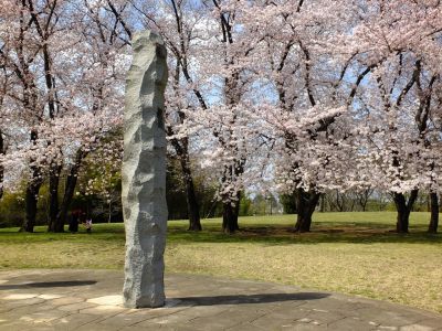 八幡山公園のさくら
