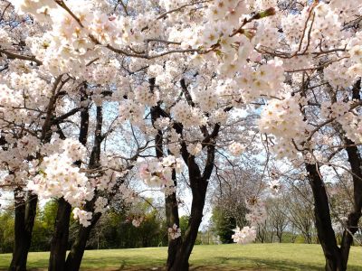 八幡山公園のさくら
