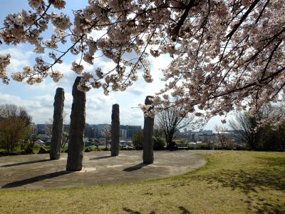 八幡山公園のさくら
