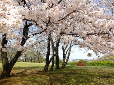 八幡山公園のさくら
